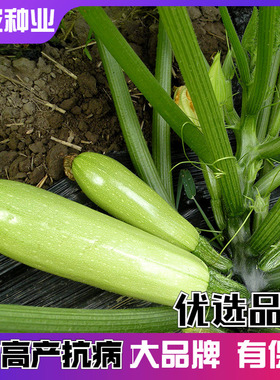 西葫芦种子四季播笋瓜蔬果小吊挂小砍瓜种孑盆栽家庭蔬菜籽易种
