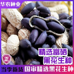 富硒黑花生种子大田四粒红罗汉果庭院四季高产花生种籽孑蔬菜种子