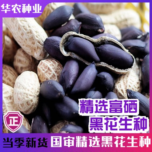 航园四季高产富硒黑花生种子大田