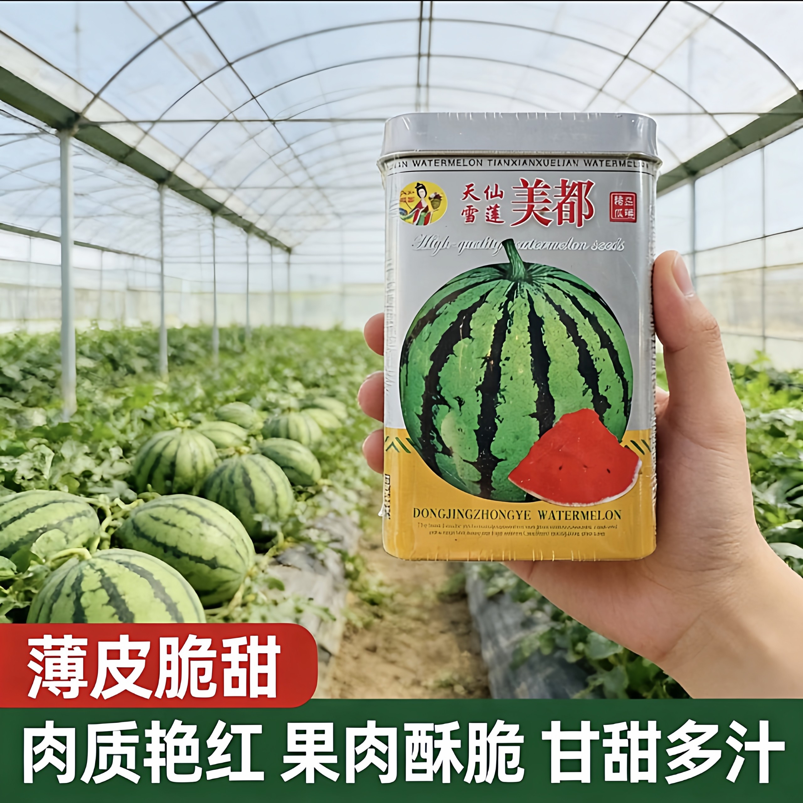 天仙雪莲美都西瓜种子薄皮脆甜红瓤麒麟8424西瓜种籽蔬菜种子