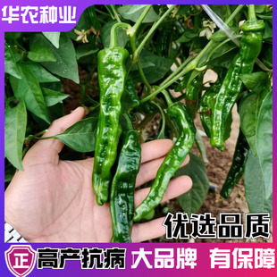 皱皮辣椒种子香辣薄皮大棚杂交小浓绿青椒种孑高产四季盆栽蔬菜籽