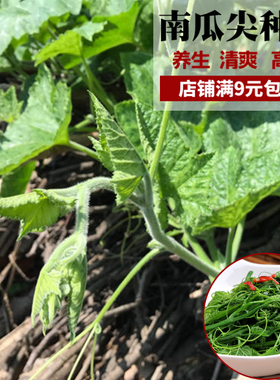 新鲜南瓜尖菜种子农家绿色养生瓜尖种籽藤茎食用专吃嫩叶蔬菜种孑