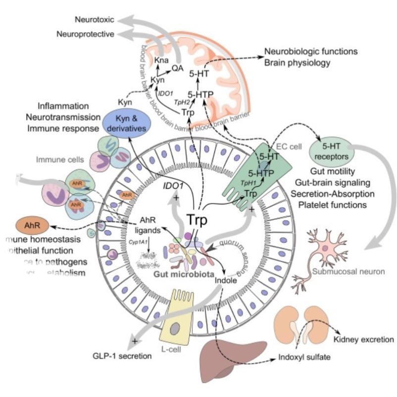 多组学联合网络药理学数据分析挖掘代谢组学脂质组python表观基因