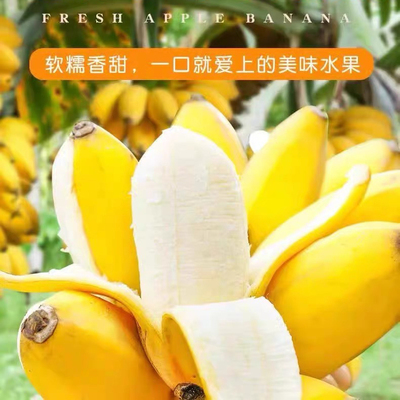 广西香蕉苹果粉蕉当季新鲜水果芭蕉苹果蕉自然熟香蕉粉蕉