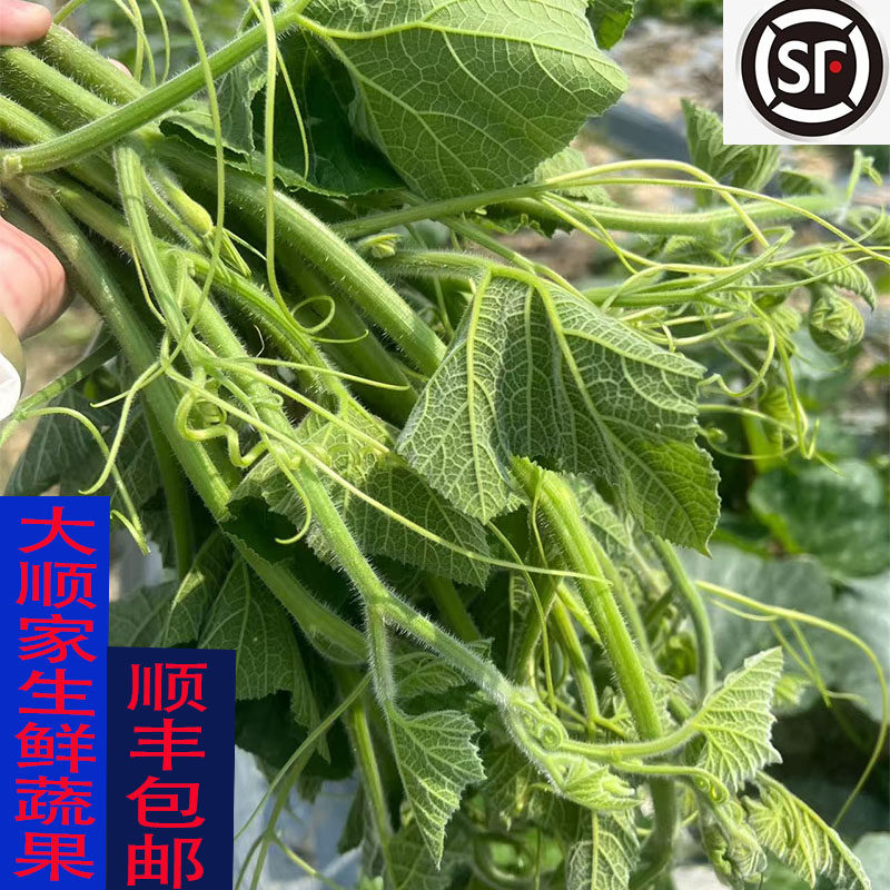顺丰包邮广西农家自种南瓜苗南瓜尖南瓜藤嫩叶当季时令特色蔬菜