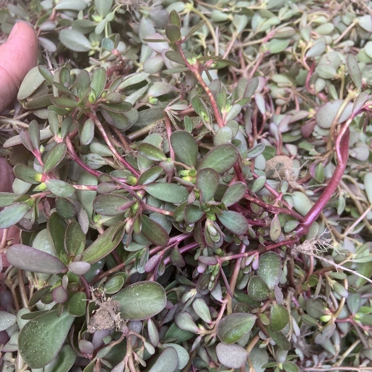 马齿苋菜新鲜现摘马齿菜马蜂菜野地马齿苋食用野菜现挖