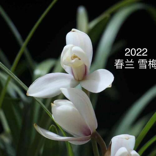 浓香型花苞贵州引进盆栽新品花卉