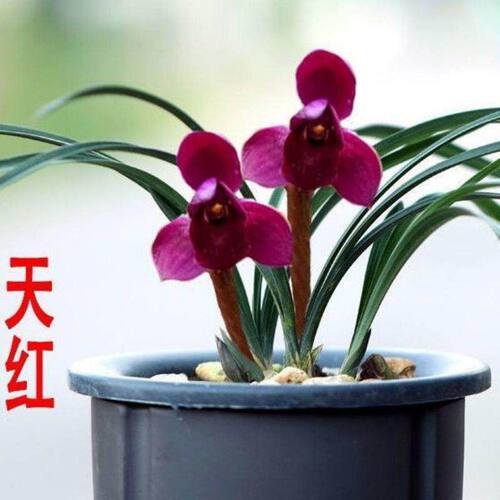 浓香型将上开花春兰花苗室内室外