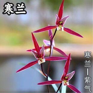 即将上花兰花苗细叶寒兰新品【紫气】开花浓香室内外盆栽阳台绿植