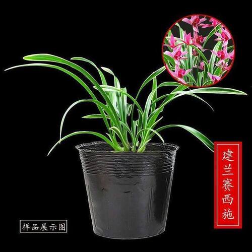 建兰盆栽金边矮种兰花苗【赛西施】室内外懒人花卉阳台绿植物