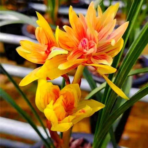 黄金牡丹浓香兰花新品好养飘香