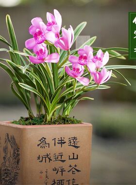 即将上花金边矮种兰花苗【红福】粉红色浓香型室内网红阳台小绿植
