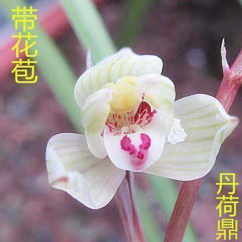 浓香型花苞兰花大全新品内外花卉