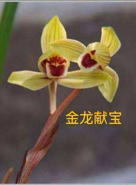 花苞春兰自然浓香花苗金龙献宝带