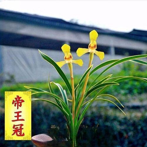 香水味水培金边王冠兰花开花客厅