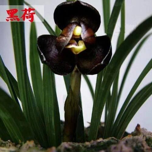 当年开花花苗新品春兰盆栽内外色