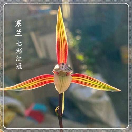 浓香型将上新品七彩红冠花卉大全