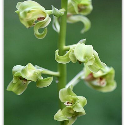 浓香型花苞兰花蕙兰经典花卉大全