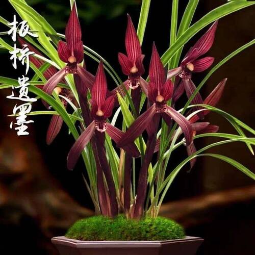 浓香型花苞春兰板桥遗墨花开花卉