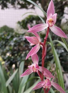 即将上花新品网红色花【东方红】浓香型绿植物花卉大全室内外盆栽