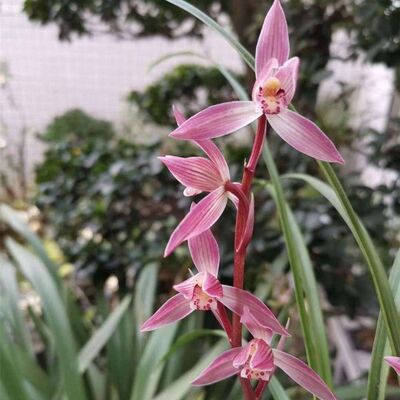 东方红浓香型将上新品红色植物即