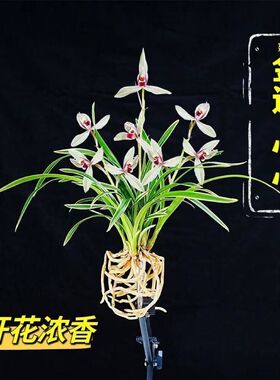 即将上花金边兰花苗【心心】粉红色浓香型室内网红阳台小绿植花卉