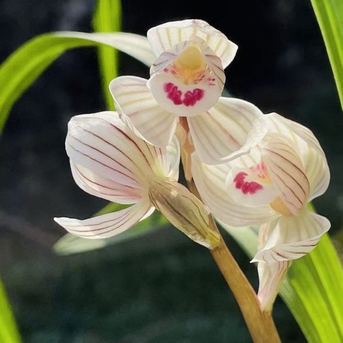 凤荷浓香兰花好养飘香阳台客厅