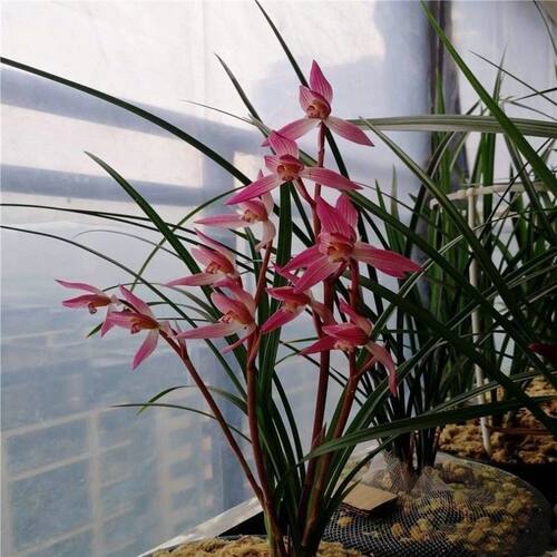女儿红浓香型兰花花苞盆栽内外带