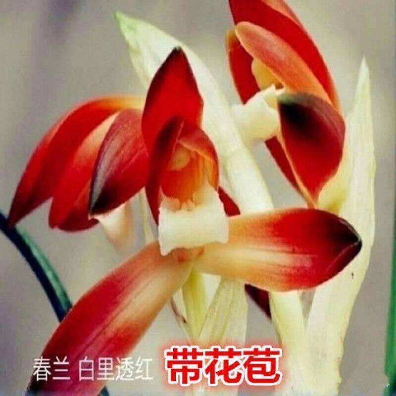 带花苞兰花苗春兰铭品矮种色花【百里透红】室内客厅盆栽花卉大全
