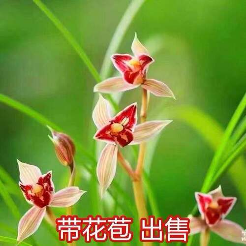 花蝴蝶浓香型花苞兰花新品春兰带
