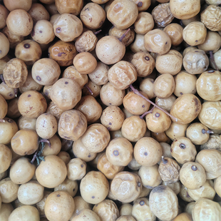 苦楝子2025老苦楝树果 苦练枣子楝实子苦心子陈苦楝子核手串原籽