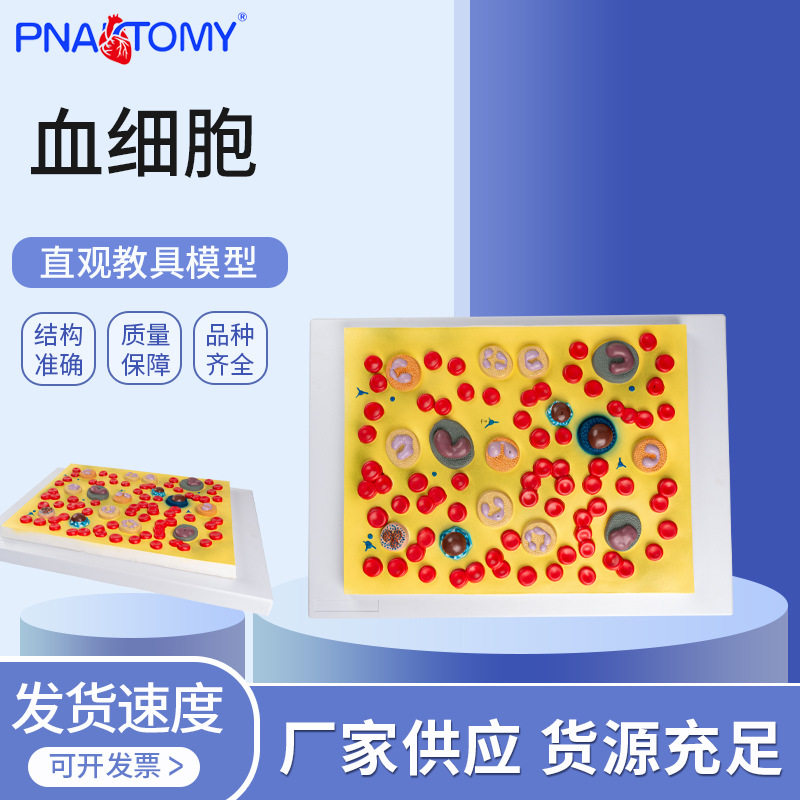 血细胞教学模型循环系统教学模型人体血液细胞教学模型