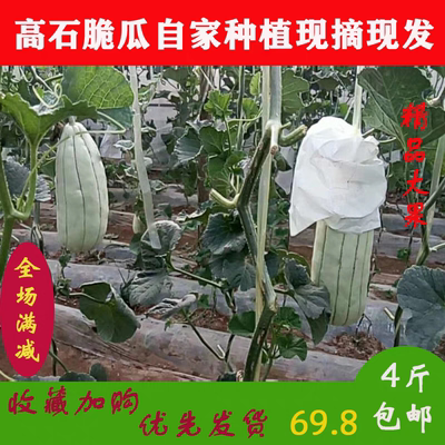 高石脆瓜新鲜水果应季甜瓜