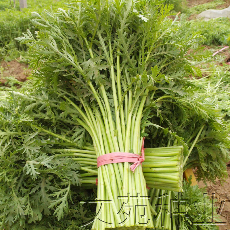 小叶茼蒿种子种籽皇帝菜种籽光杆蓬蒿菜菊花四季阳台盆栽蔬菜种孑,鲜花速递/花卉仿真/绿植园艺,家庭园艺种子,淘宝优惠券,粉丝福利购,淘宝优惠卷