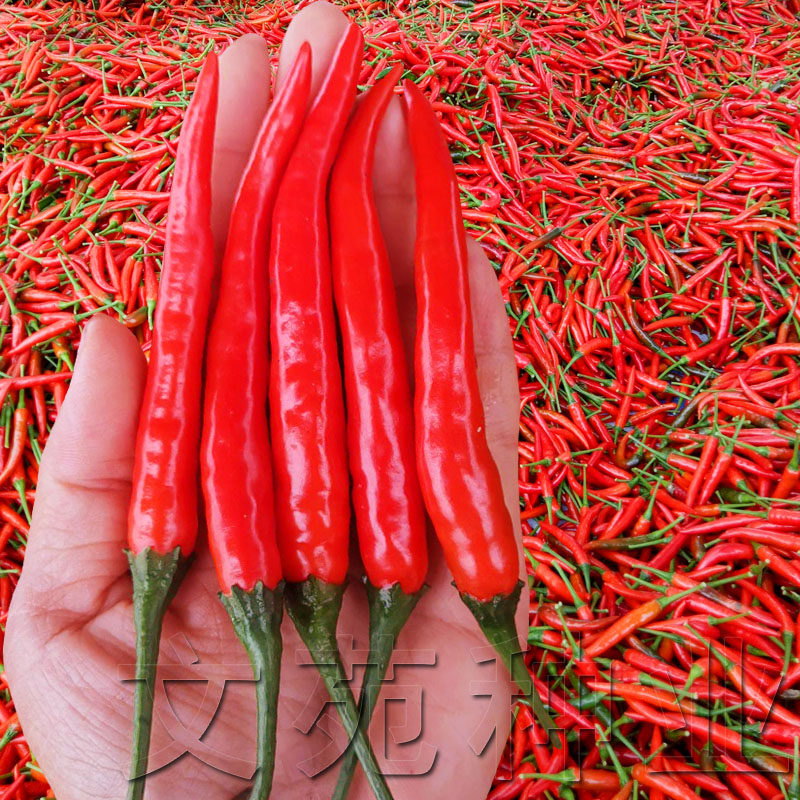 单生朝天椒种子种籽艳红辣椒种子四季播阳台盆栽秋播蔬菜种孑种苗