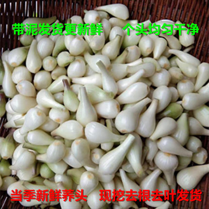现挖荞头农家自种叫头茭头新鲜教头薤头荞子四川泡菜脆嫩藠头葱头