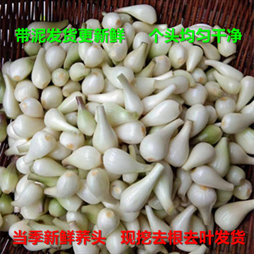 现挖荞头农家新鲜藠头大茭头葱头