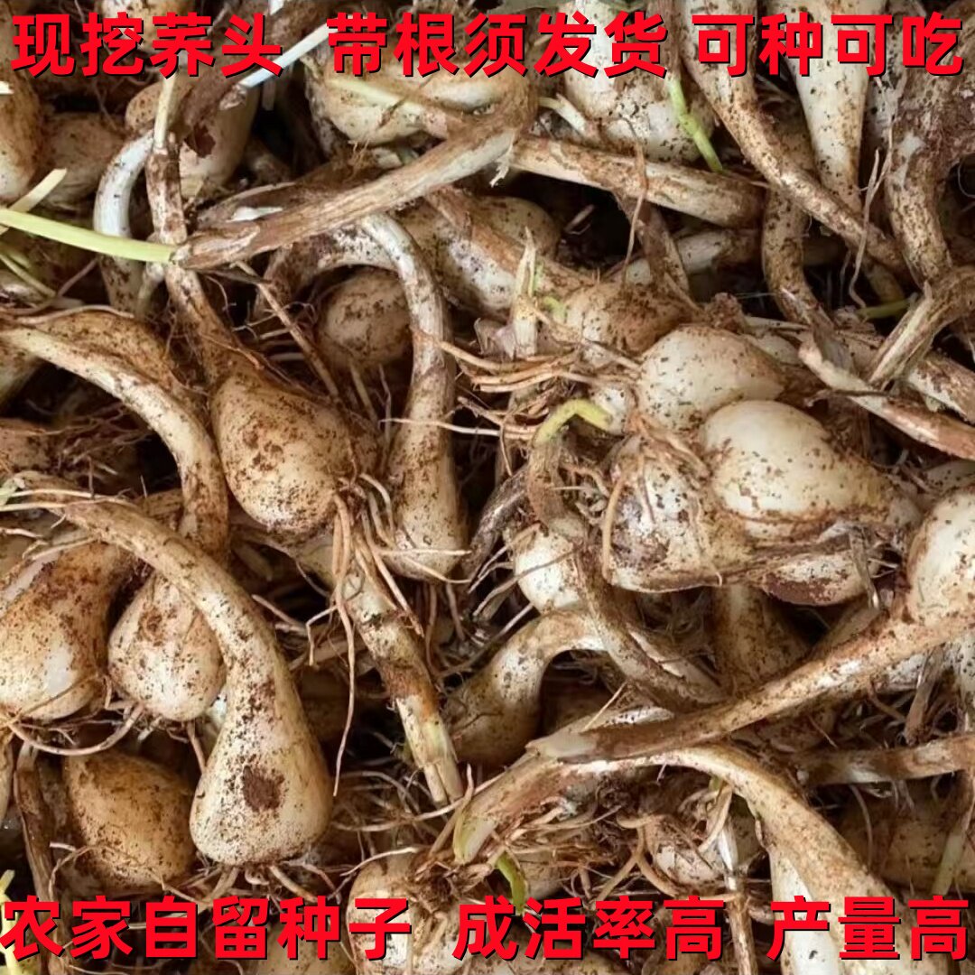 农家荞头葱头带根须发货成活率高