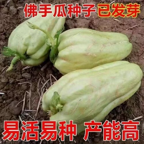 佛手瓜种带芽洋瓜丰收瓜寿瓜带苗