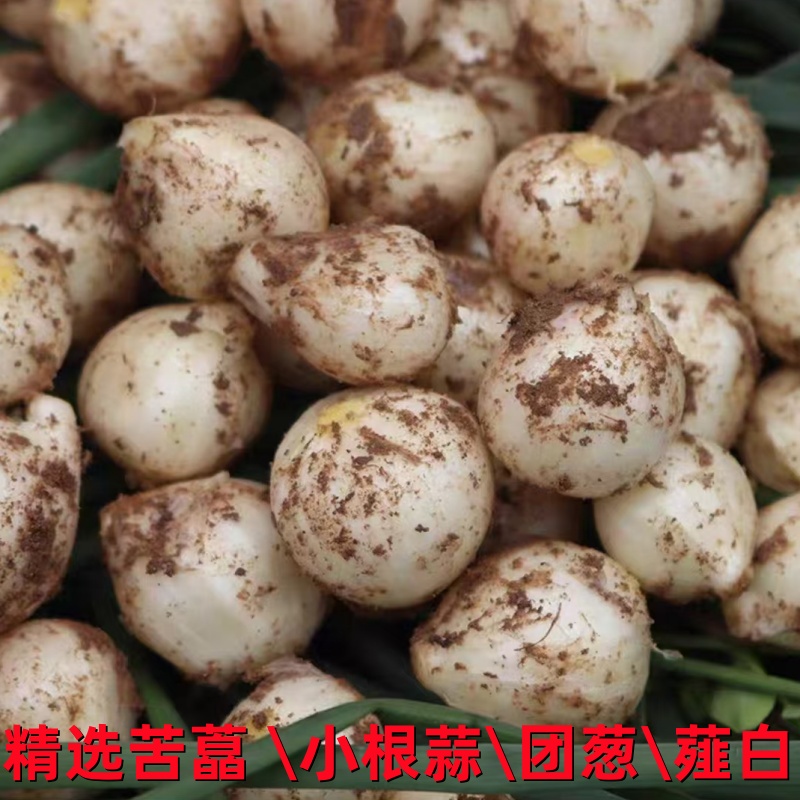 新鲜苦藠团蒜小蒜葱头小根蒜团葱