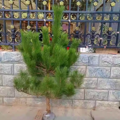 黑松树黑松大树基地直销四季常绿黑松小苗黑松苗黑松床苗松树苗