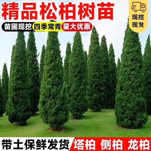 柏树树苗塔柏扁柏松柏侧柏树苗圆柏松树宝塔松龙柏苗绿化四季种植