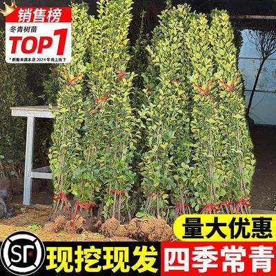 北海道黄杨冬青树苗篱笆墙围墙绿篱四季常青耐寒丛生庭院绿化植物