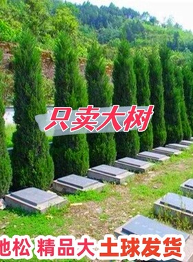 塔柏树苗松树苗侧柏树苗宝塔松柏树苗松柏树苗侧柏树苗四季常青树