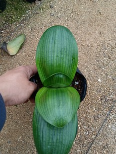 四季开花短叶小元宝君子兰圆头和尚迷你办公桌客厅茶几摆件易成活