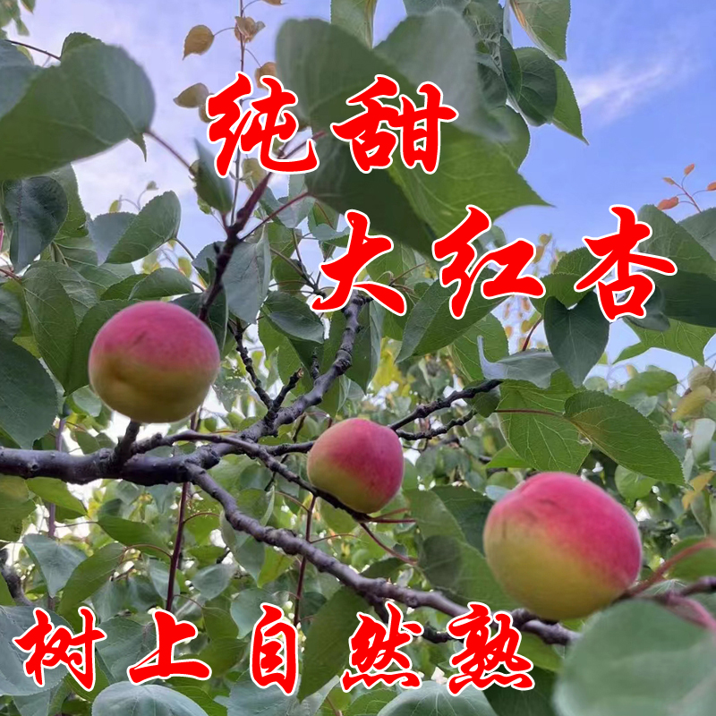 现摘陕西太平红杏子秦杏御杏甜杏新鲜水果红梅杏当季孕妇丰源红杏