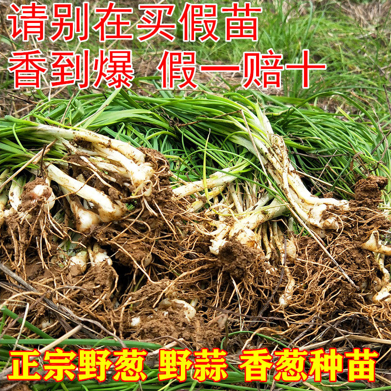 野菜小根蒜种子野韭葱野葱野蒜籽春四季阳台盆栽大脑瓜孑蔬菜种苗