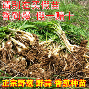 野菜小根蒜种子野韭葱野葱野蒜籽春四季阳台盆栽大脑瓜孑蔬菜种苗