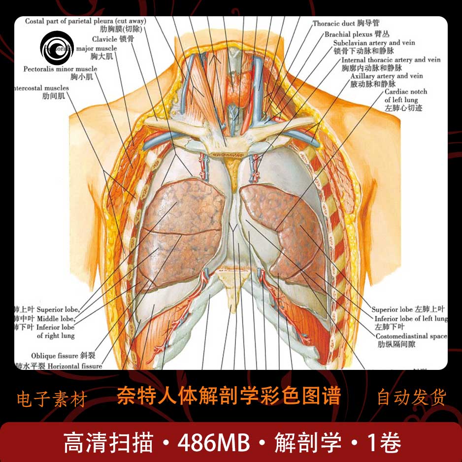 奈特人体解剖学彩色图谱 第6版 收藏学习 高清扫描