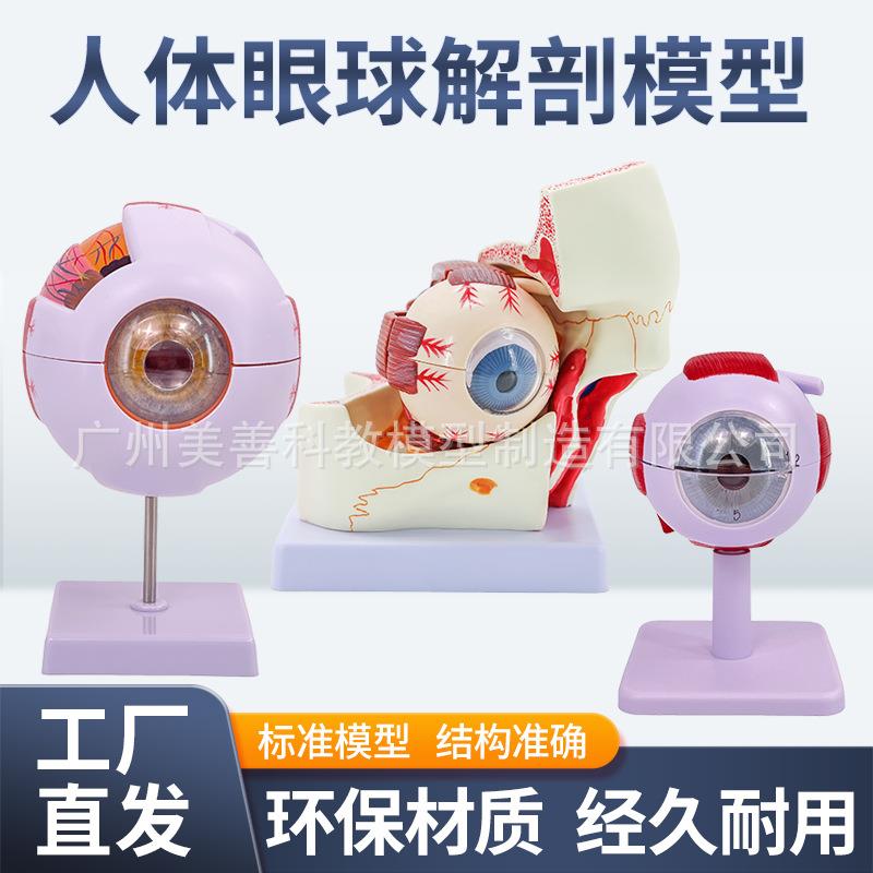 医学六倍放大人体眼球解剖模型眼睛解剖结构五官眼科模型数字标识